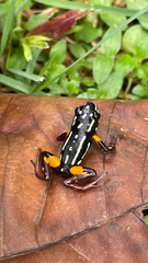 Brazil-Nut Poison Frog photo 3