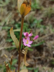 Centaurium cachanlahuen