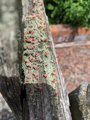 Cladonia cristatella