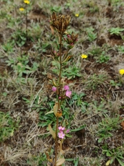 Centaurium cachanlahuen
