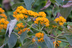 Sinclairia glabra