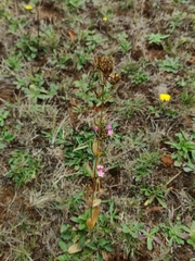 Centaurium cachanlahuen