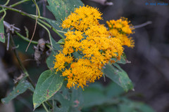 Sinclairia glabra