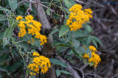 Sinclairia glabra