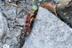 Compsocryptus calipterus