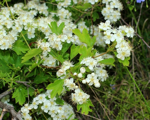 Crataegus meyeri, photograph 1