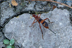 Compsocryptus calipterus