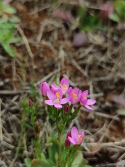 Centaurium cachanlahuen