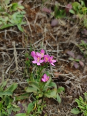 Centaurium cachanlahuen
