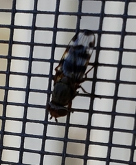 Ceroxys