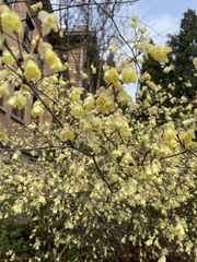 Corylopsis