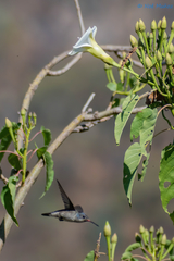 Leucolia violiceps