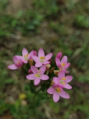 Centaurium cachanlahuen