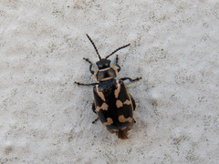 Kuschelina mathematica