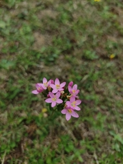Centaurium cachanlahuen