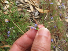 Gilia clivorum