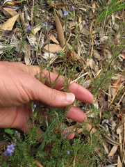 Gilia clivorum