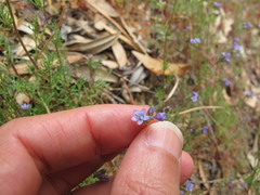 Gilia clivorum