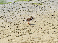 Charadrius hiaticula