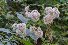 Critonia quadrangularis