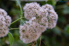 Critonia quadrangularis