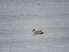 Lophonetta specularioides specularioides