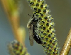 Andrena apicata