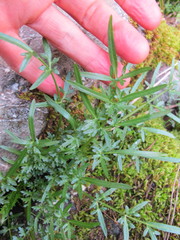 Perideridia californica