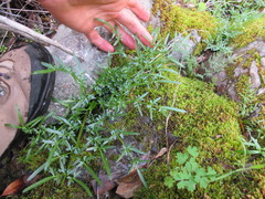 Perideridia californica