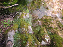 Perideridia californica