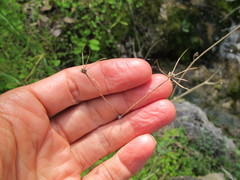 Perideridia californica