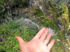 Perideridia californica