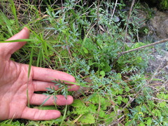 Perideridia californica