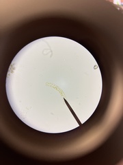 Eucampia
