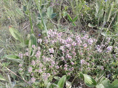 Thymus pannonicus