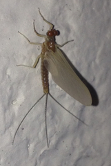 Ephemerella invaria