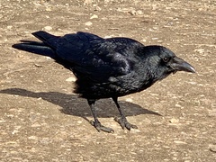 Corvus corone