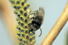 Andrena apicata