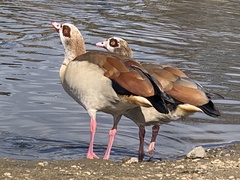 Alopochen aegyptiaca