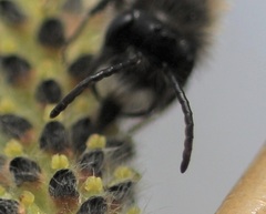Andrena apicata