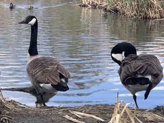 Branta canadensis