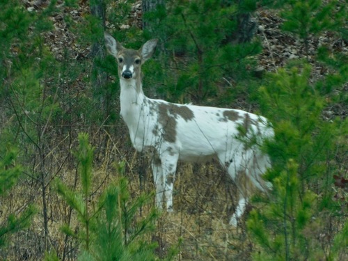 White-tailed Deer photographed in North Carolina