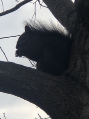 Sciurus carolinensis