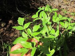 Angelica californica
