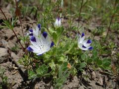 Nemophila maculata