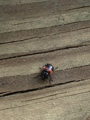 Cryptocephalus binominis