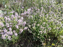 Thymus pannonicus
