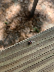 Cryptocephalus binominis