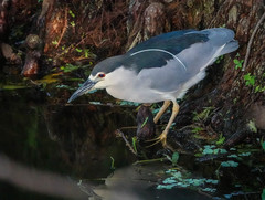 Nycticorax nycticorax image