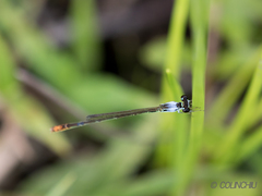Agriocnemis femina oryzae